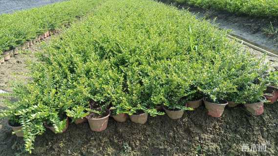 高度20厘米平枝栒子