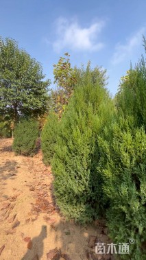 高度300厘米河南桧