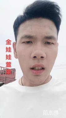 高度30厘米金娃娃萱草