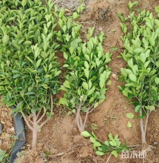 高度60厘米大叶黄杨