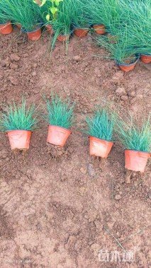 高度40厘米墨西哥羽毛草