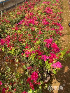 高度40厘米红花三角梅