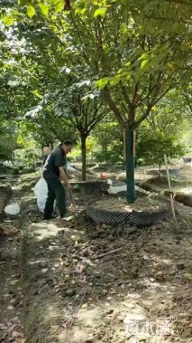 25公分日本晚樱