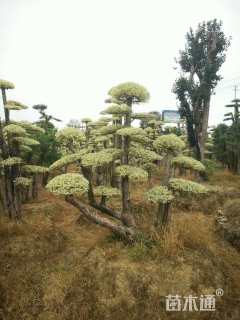 20公分造型金冠女贞