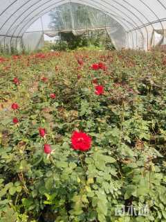 高度30厘米红帽月季