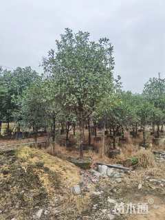 10公分红叶石楠