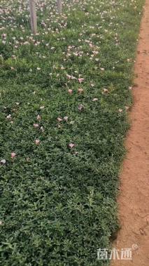 高度20厘米美丽月见草