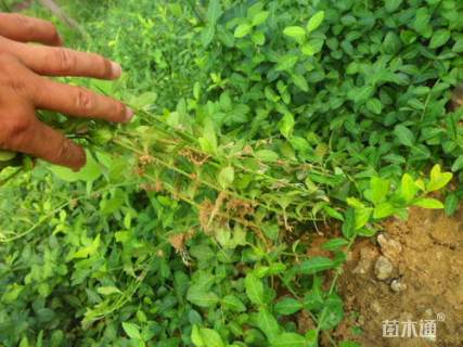 20厘米小叶扶芳藤