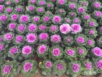 高度22厘米羽衣甘蓝