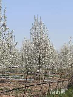 12公分彩叶豆梨