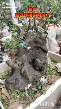 高度99厘米金弹子