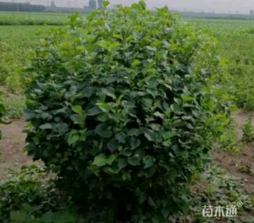 高度120厘米丁香