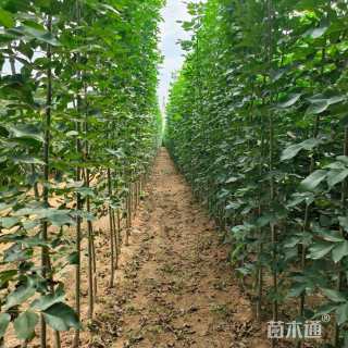 2公分速生白蜡