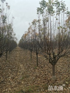 13公分北美海棠