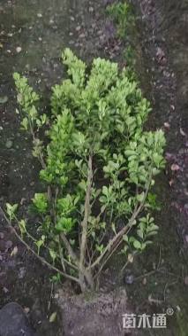 高度150厘米大叶黄杨