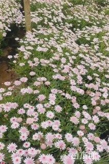 高度50厘米玛格丽特花