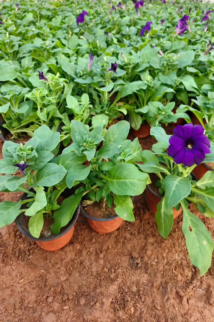 高度10厘米牵牛花