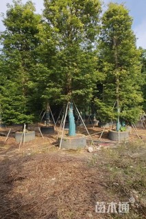 25公分金丝楠木