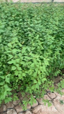 高度80厘米红叶榆叶梅