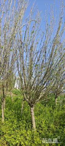 高度200厘米红花木槿