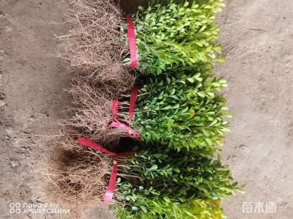 高度20厘米小叶黄杨