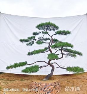 20公分造型景观松