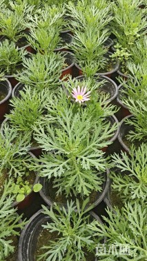 高度50厘米小叶女贞