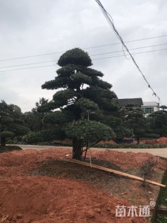 移栽苗造型罗汉松
