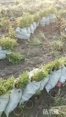 高度20厘米鼠尾草