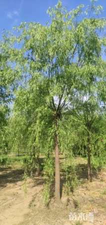 10公分西湖垂柳