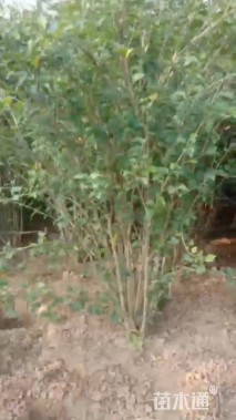 高度260厘米丛生木槿