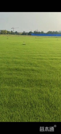 草块状果岭草