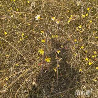 高度60厘米迎春花