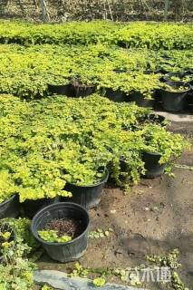 高度15厘米过路黄