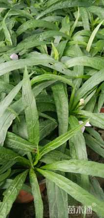 高度5厘米翠芦莉