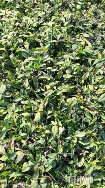 高度20厘米金鸡菊