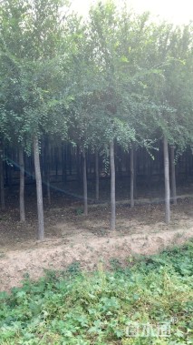 10公分榆树