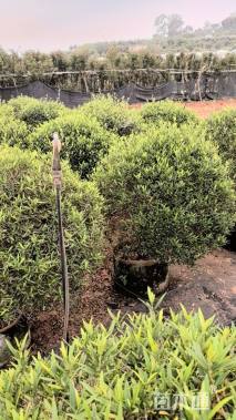 高度120厘米木犀榄球