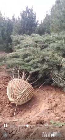 高度3500厘米白皮松