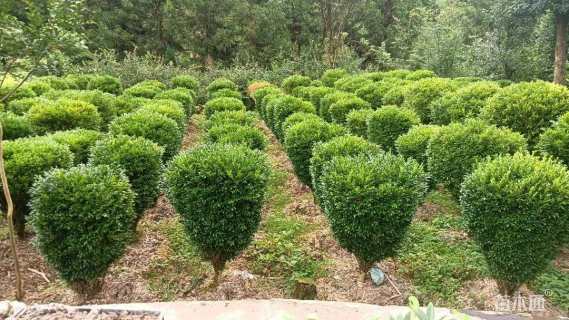 冠幅300厘米雀舌黄杨球