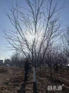 25公分染井吉野樱