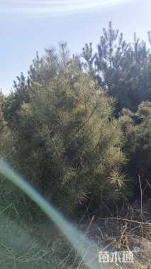 高度2500厘米白皮松