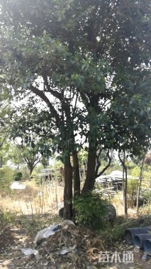 30公分大叶女贞