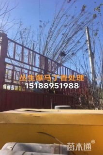 丛生爆马丁香，4-6米价格优惠，欢迎选购