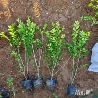 高度30厘米金叶女贞