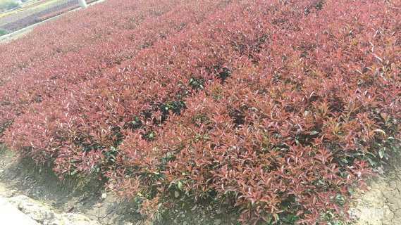高度50厘米红叶石楠小苗