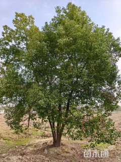 75公分(3杆)丛生香樟