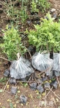 高度40厘米紫花三角梅