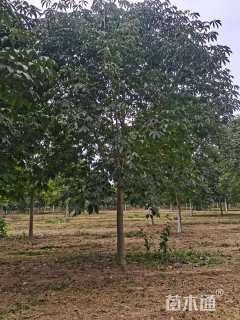 15公分七叶树