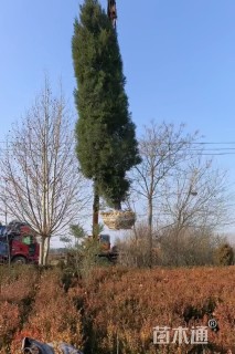 高度290厘米塔柏